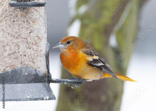 Baltimore Oriole, Icterus galbula photo