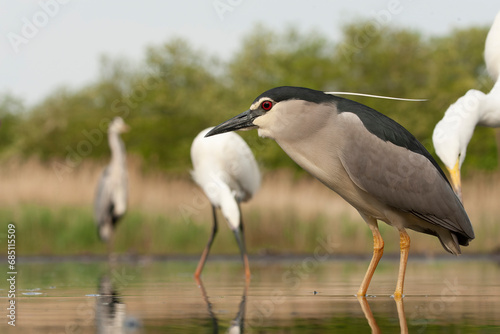 Black-crowned Night Heron, Nycticorax nycticorax