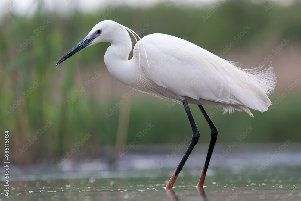 Little Egret, Egretta garzetta Little Egret, Egretta garzetta