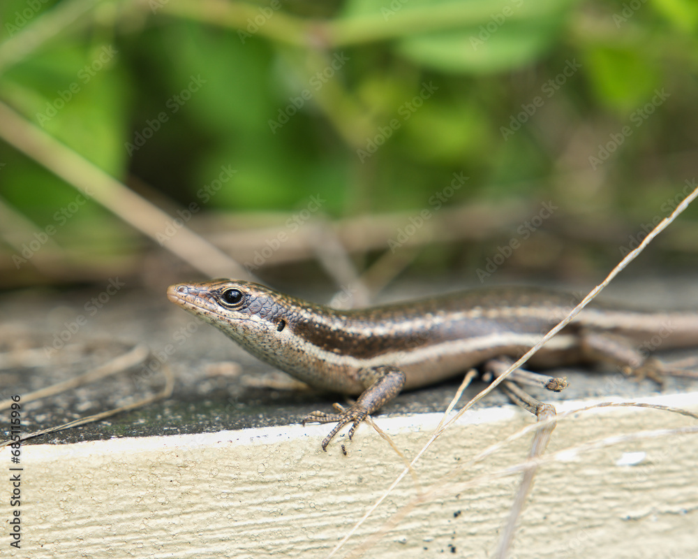 Fototapeta premium Seychelles endemic skink gecko on concrete wall, Mahe Seychelles