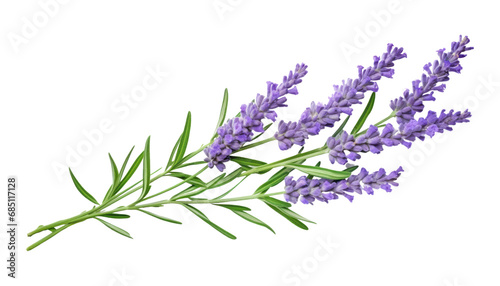 bunch of lavender isolated on transparent background cutout