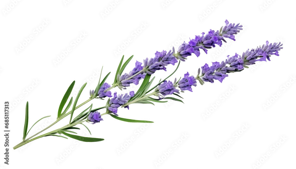 Obraz premium bunch of lavender isolated on transparent background cutout