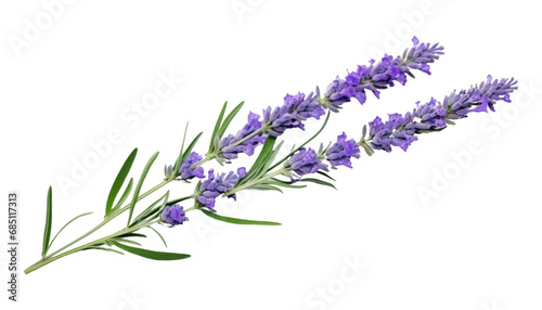 bunch of lavender isolated on transparent background cutout