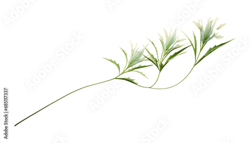 green plant isolated on transparent background cutout