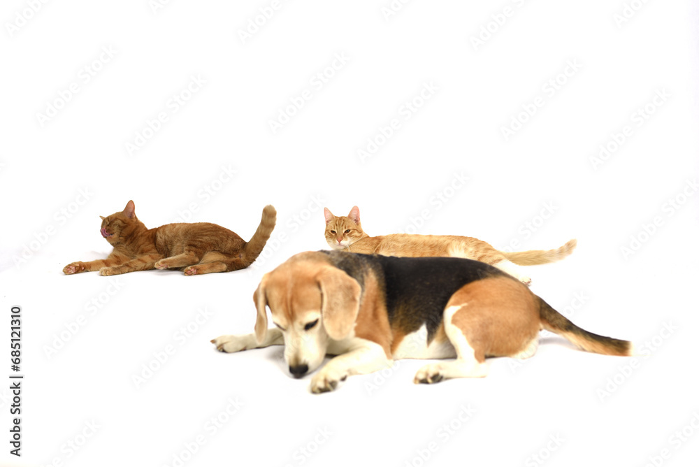 Obraz na płótnie Pies, kot, zwierzęta, Beagel w salonie