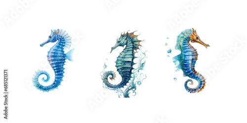 Sea horse isolated on white background