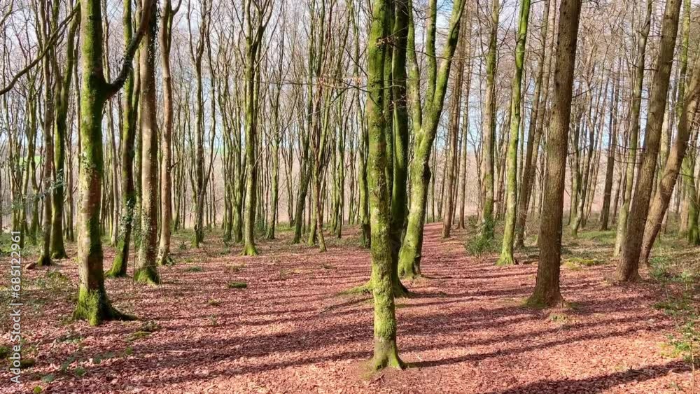Bare trees in a small woodland in early springtime