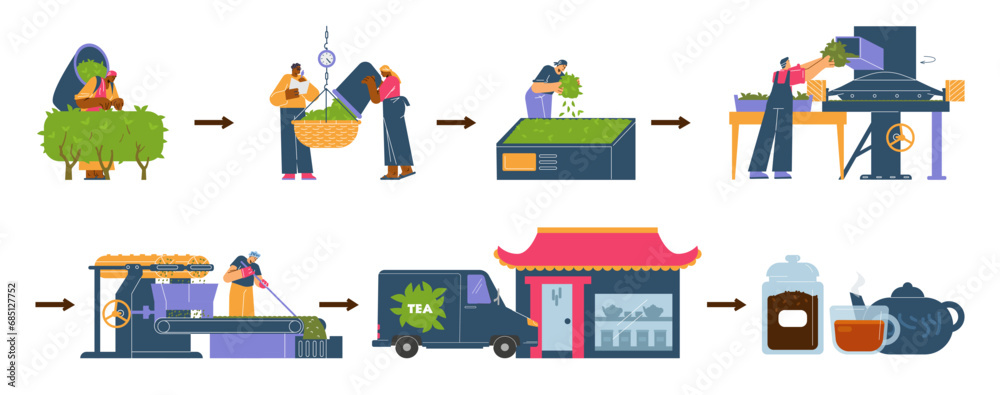 Process of tea harvest, set of vector illustration in flat cartoon style