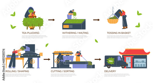 Stages of tea harvesting flat style, vector illustration