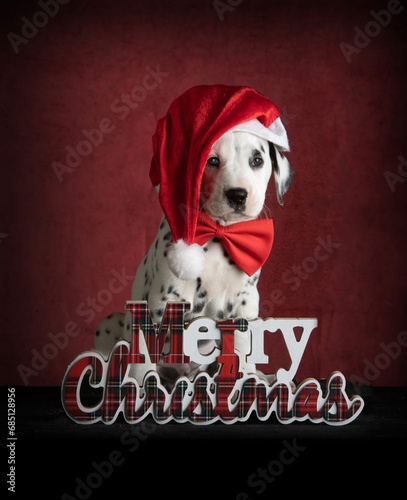 puppy dog with christmas decoration