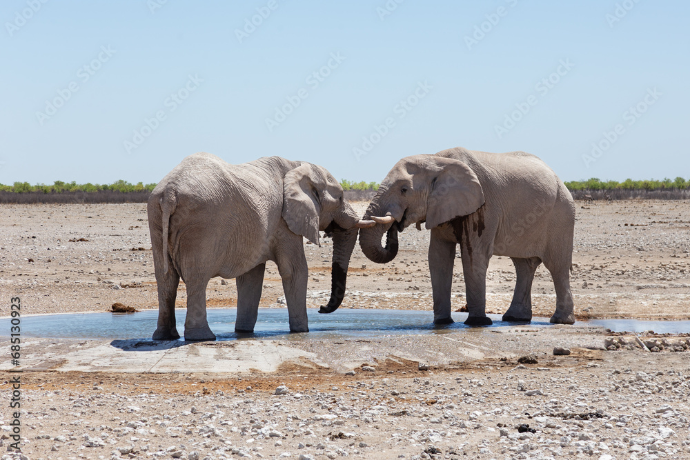 Fototapeta premium Selective focus view of two young bull elephants bonding trunk to trunk at a waterhole during a sunny morning, Etosha National Park