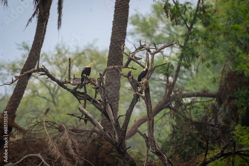 Oriental darter or Indian darter or Anhinga melanogaster pair perched in natural scenic green beautiful background at keoladeo national park bharatpur bird sanctuary forest rajasthan india asia