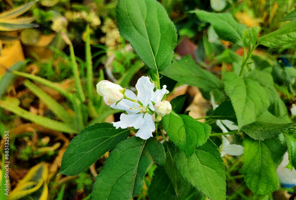 Flowers of apple tree blooming in the garden, Thailand. Flowers of apple tree blooming in the garden, Thailand.