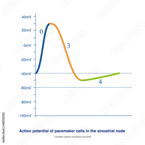 The unstable resting membrane potential of pacemaker cells in the sinoatrial node gradually depolarizes after repolarization to the maximum potential, until a new action potential is generated. photo