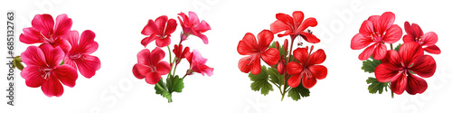 Geranium clipart collection, vector, icons isolated on transparent background photo