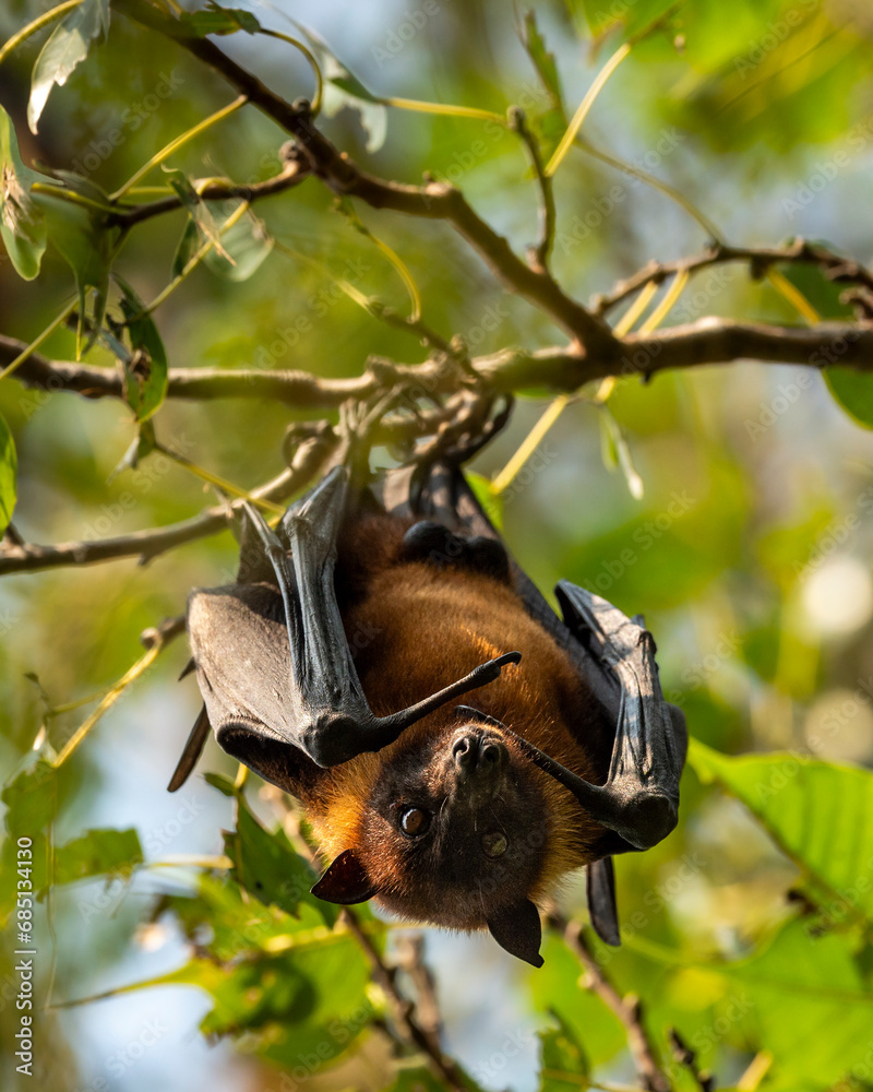 indian flying fox or greater indian fruit bat or Pteropus giganteus