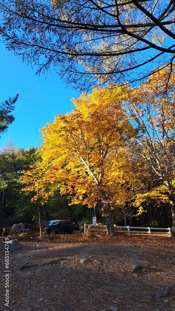 秋　黄色　木