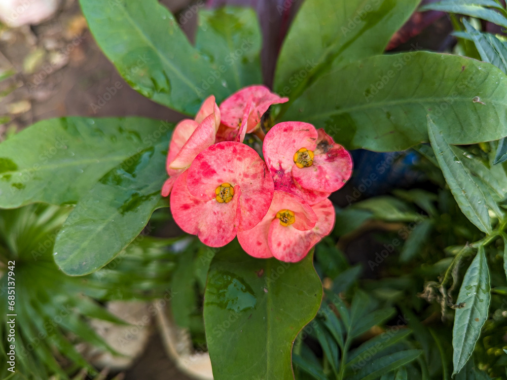 Crown of thorns flowers Euphorbia milii Crown of thorns flowers Euphorbia milii