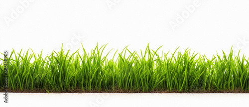 Green grass isolated on white background. , 3 .