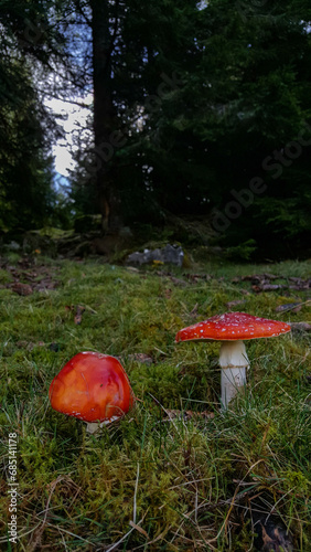 Red mushroom with white dots Amanita Muscaria in all its splendor. The poisonous magical plant that grows in the mountain forests