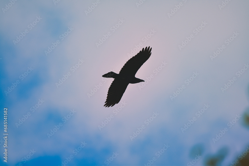 Corvus Corax bird flying free on the sky. Raven on a fluffy cloud Corvus Corax bird flying free on the sky. Raven on a fluffy cloud