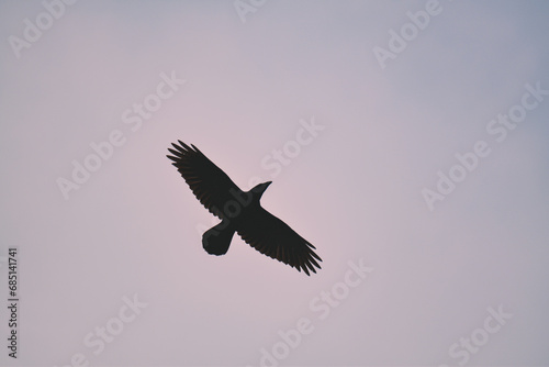Corvus Corax bird flying free on the sky. Raven on a fluffy cloud