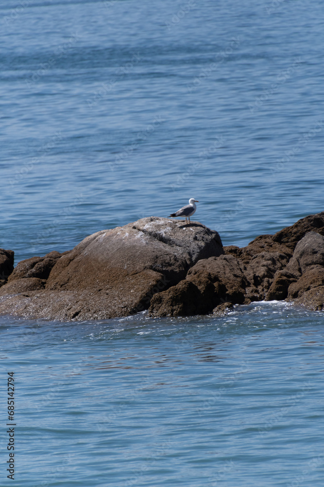Fototapeta premium Gaviotas en el municipio de Moaña.