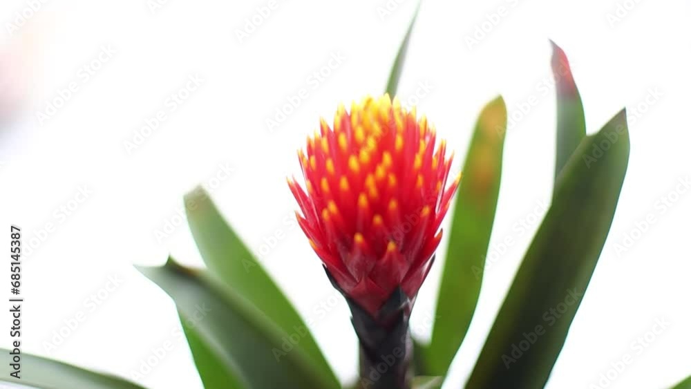 flowering plant Guzmania Tala. Beautiful Orange Flower. flowering plant Guzmania Tala. Beautiful Orange Flower.