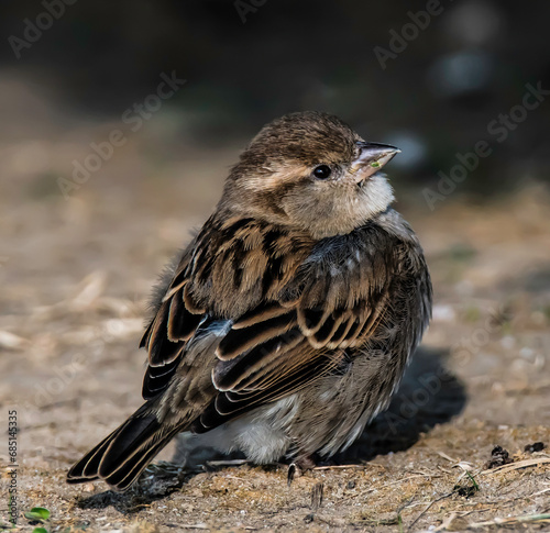 sparrow on the ground