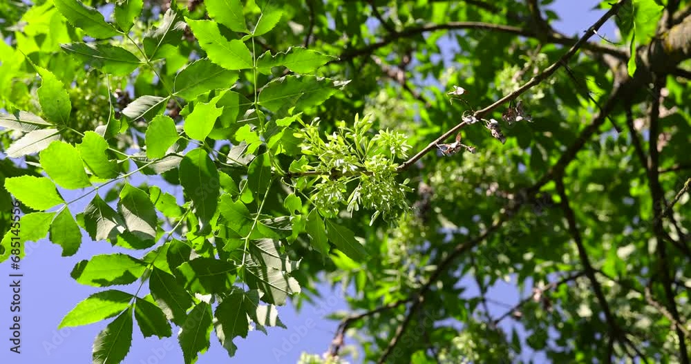 beautiful foliage ash tree with green foliage, beautiful foliage ash tree in sunny weather beautiful foliage ash tree with green foliage, beautiful foliage ash tree in sunny weather