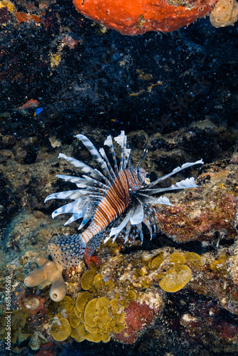 Colorful red lionfish swimming near coral reef