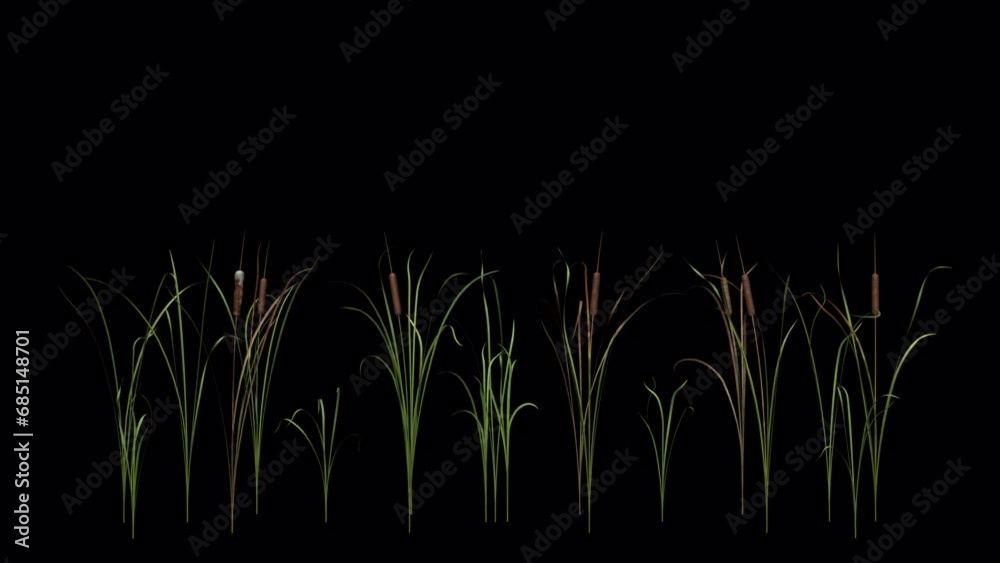 Cattail Grass - Windy Loop - MS - II - Alpha Channel - Realistic 3D animation isolated on transparent background