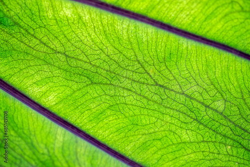 Gros plan sur les veines d'une feuille de colocasia Blue Hawai photo