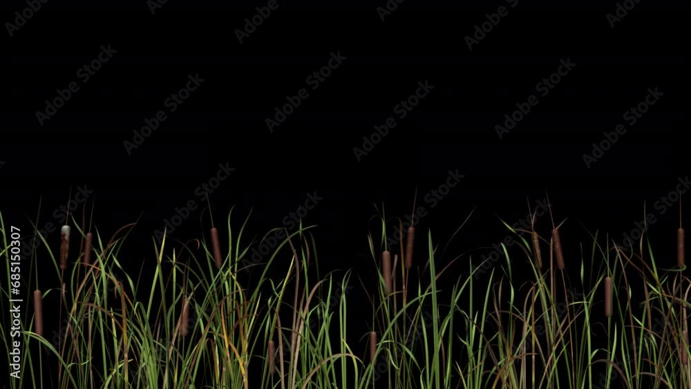Cattail Grass - Windy Loop - MS - Alpha Channel - Realistic 3D animation isolated on transparent background