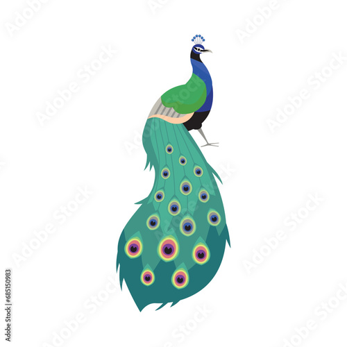 Beautiful peacock with put down amazing tail, bird with ornamental feathers, decorative plumage vector exotic peafowl