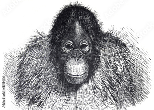 Orangutan (Pithecus Satyrus) Ape , Vintage hand drawn vintage orangutan ape illustration. Orangutan portrait.