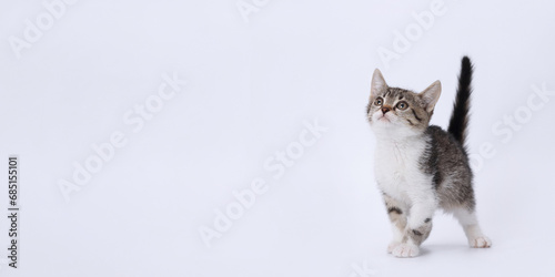 Studio portrait of a Kitten against a white backdrop. Cute tiny Kitten looks up on white background. Pet care concept. Copy space. Without people. Place for text.