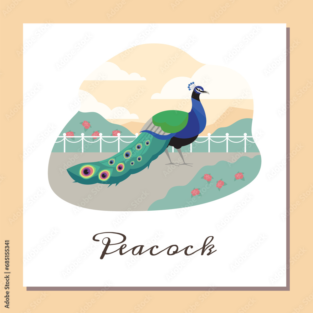 Beautiful peacock with put down amazing tail, bird with ornamental feathers, decorative plumage vector peafowl poster