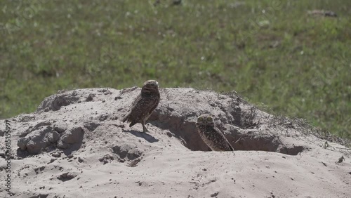 burrowing owl, Athene cunicularia, also shoco, sitting on the ground in front of its den and overlooking the surroundings watchfully, in the Pantanal swamp area in Brazil. photo