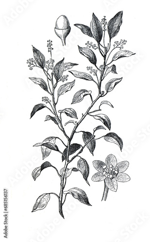 Obraz na plátně Vintage hand drawn illustration Cinnamon plant
