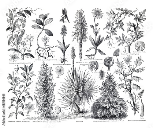 Vintage hand drawn illustration of medical plants. set of hand drawn medical plants and herbs. botanical engraved elements. wild flowers. healthy lifestyle. organic plant illustration.