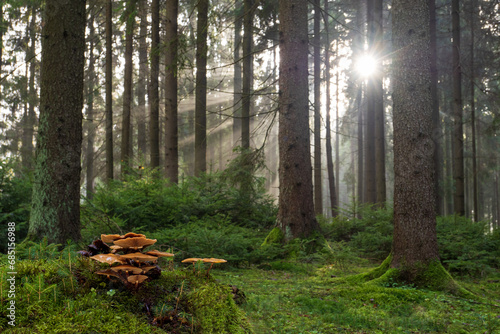 Magical forest with rays of sunlight and edible mushrooms