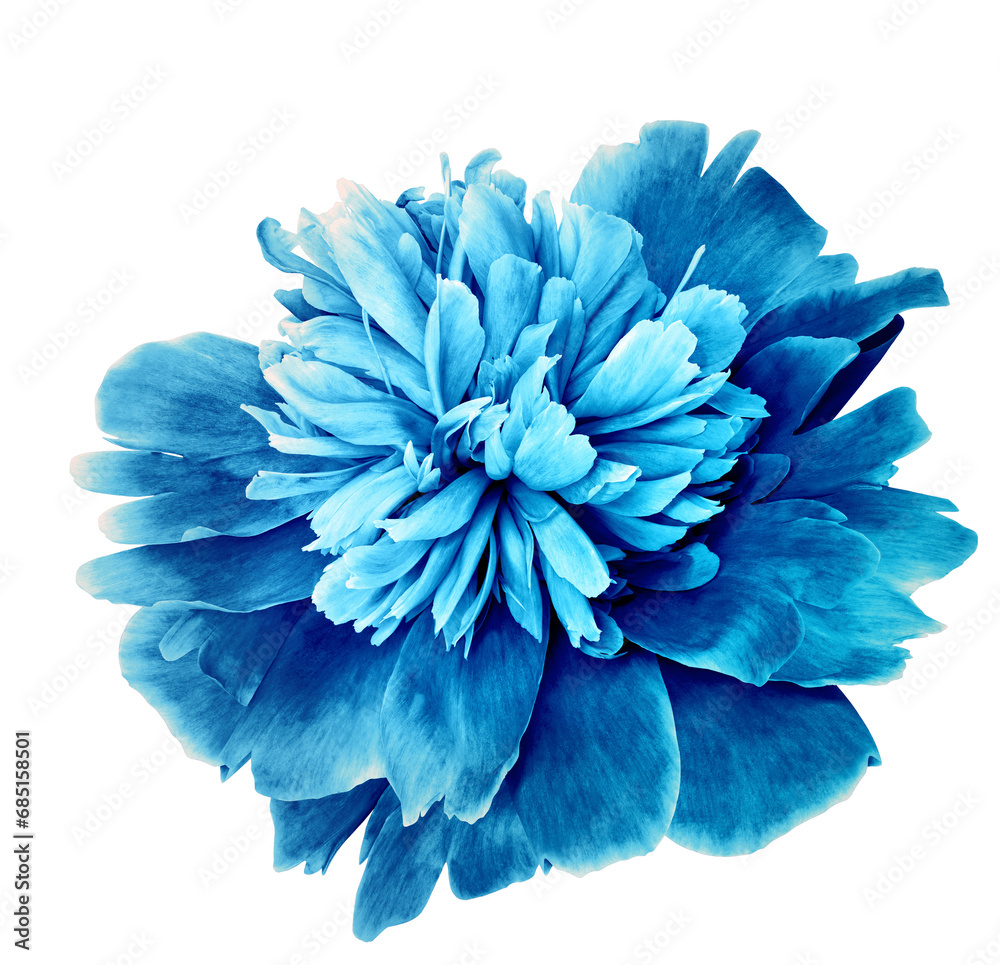 Blue peony flower  on   isolated background with clipping path. Closeup. For design. Transparent background.  Nature.