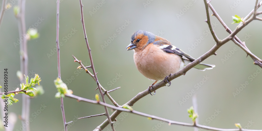 Chaffinch perched on a tree branch with green spring buds starting to appear Chaffinch perched on a tree branch with green spring buds starting to appear