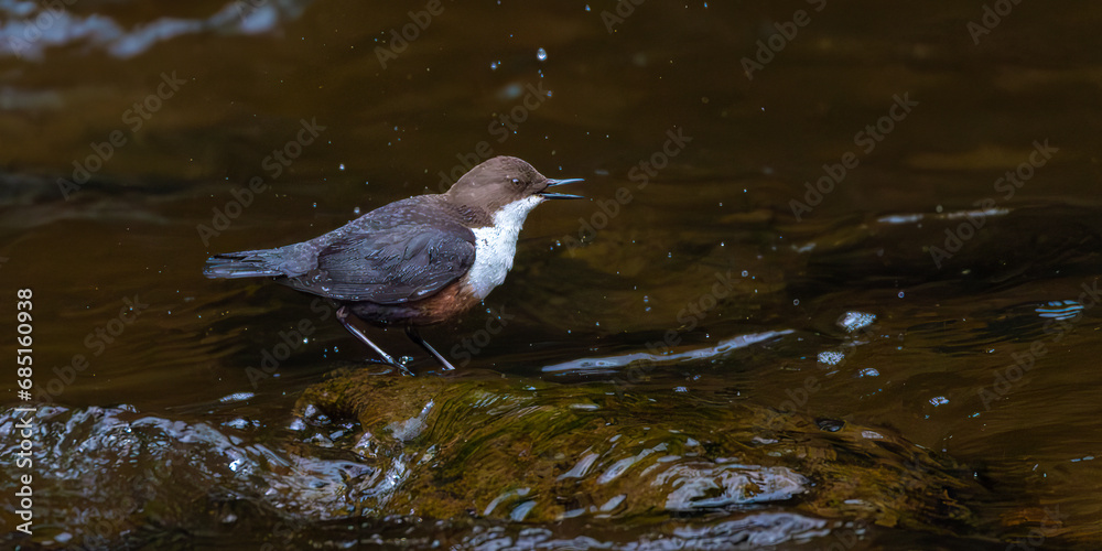 Dipper sitting on a stone in a river Dipper sitting on a stone in a river