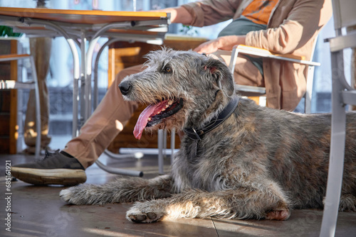 Obraz na plátně One Irish Wolfhound dog with its owner in a cafe