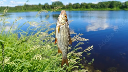 A roach caught by a fisherman by the lip hangs on a metal hook tied to the line. The river has grassy banks. There are bushes and trees growing on the far bank. Summer sunny weather