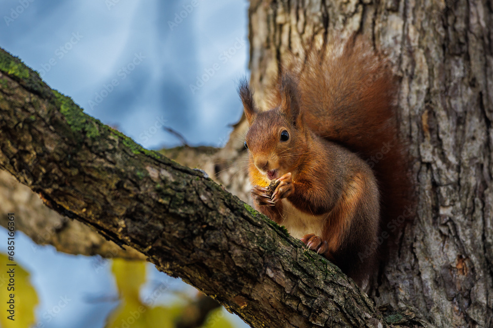 Eichhörnchen (Sciurus vulgaris) Eichhörnchen (Sciurus vulgaris)