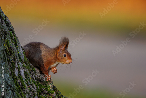 Eichhörnchen (Sciurus vulgaris) photo