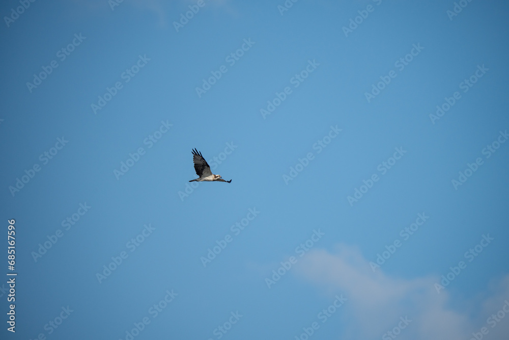 Osprey Flying in the Blue Sky